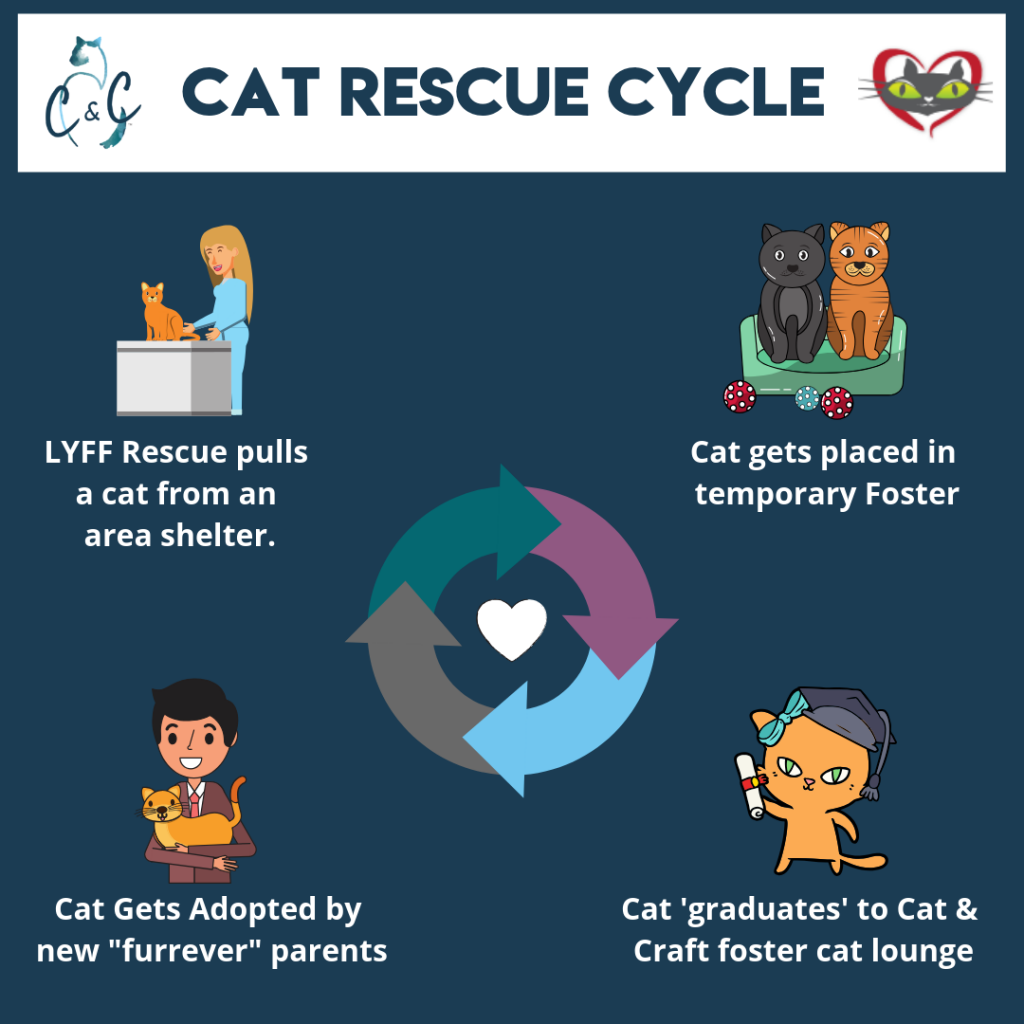 cat rescue cycle infographic