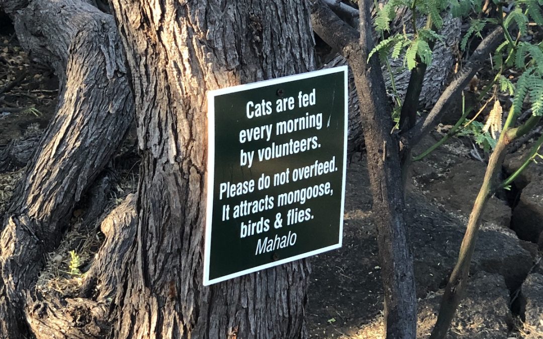 On vacation…but not from cats!