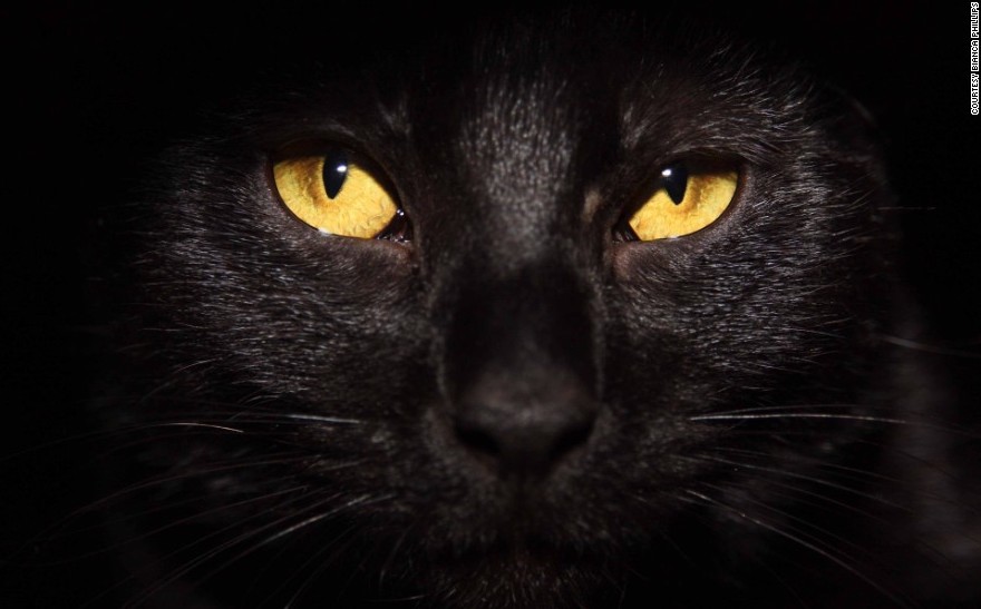Fun Facts About Black Cats